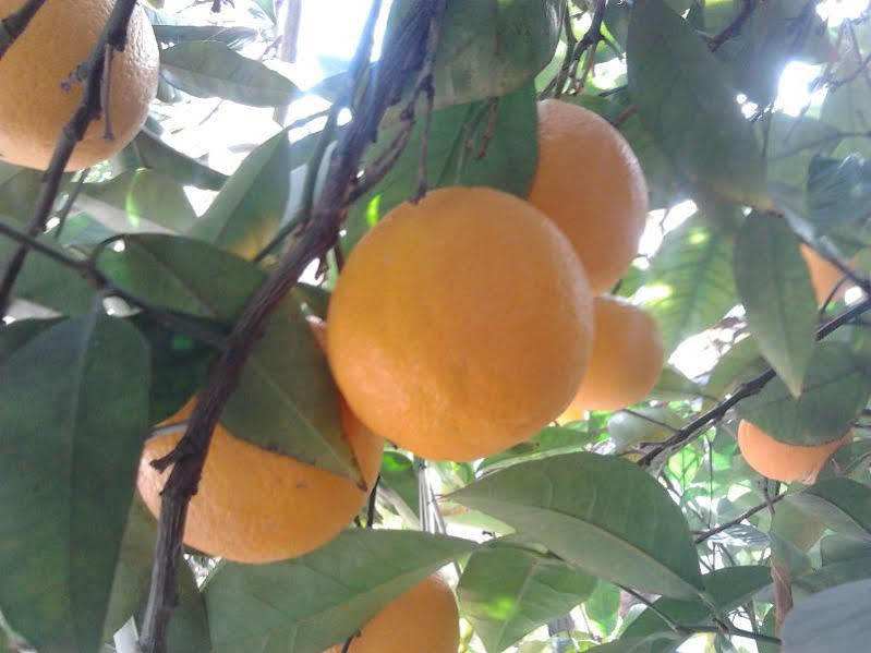 Alojamiento Rural El Valle Dúrcal Esterno foto